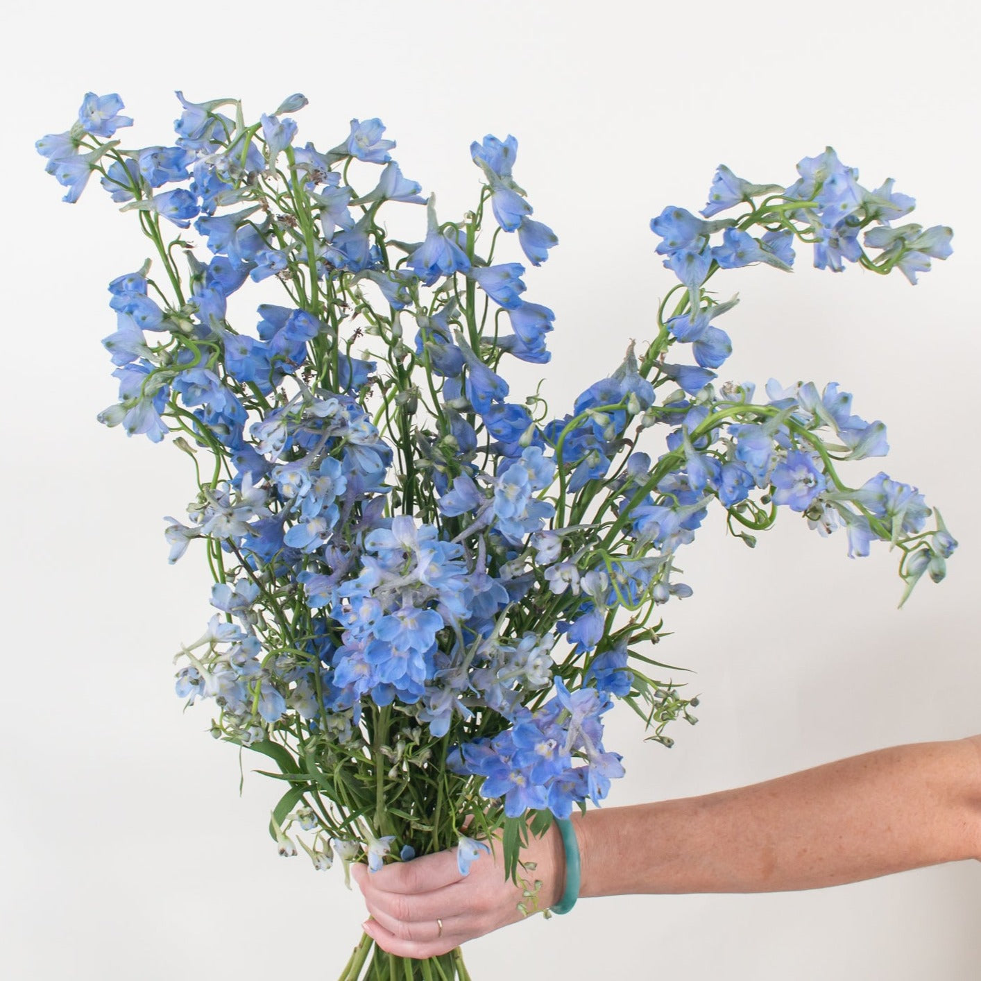 blue delphinium flower