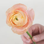 Bulk Peach Ranunculus Flower