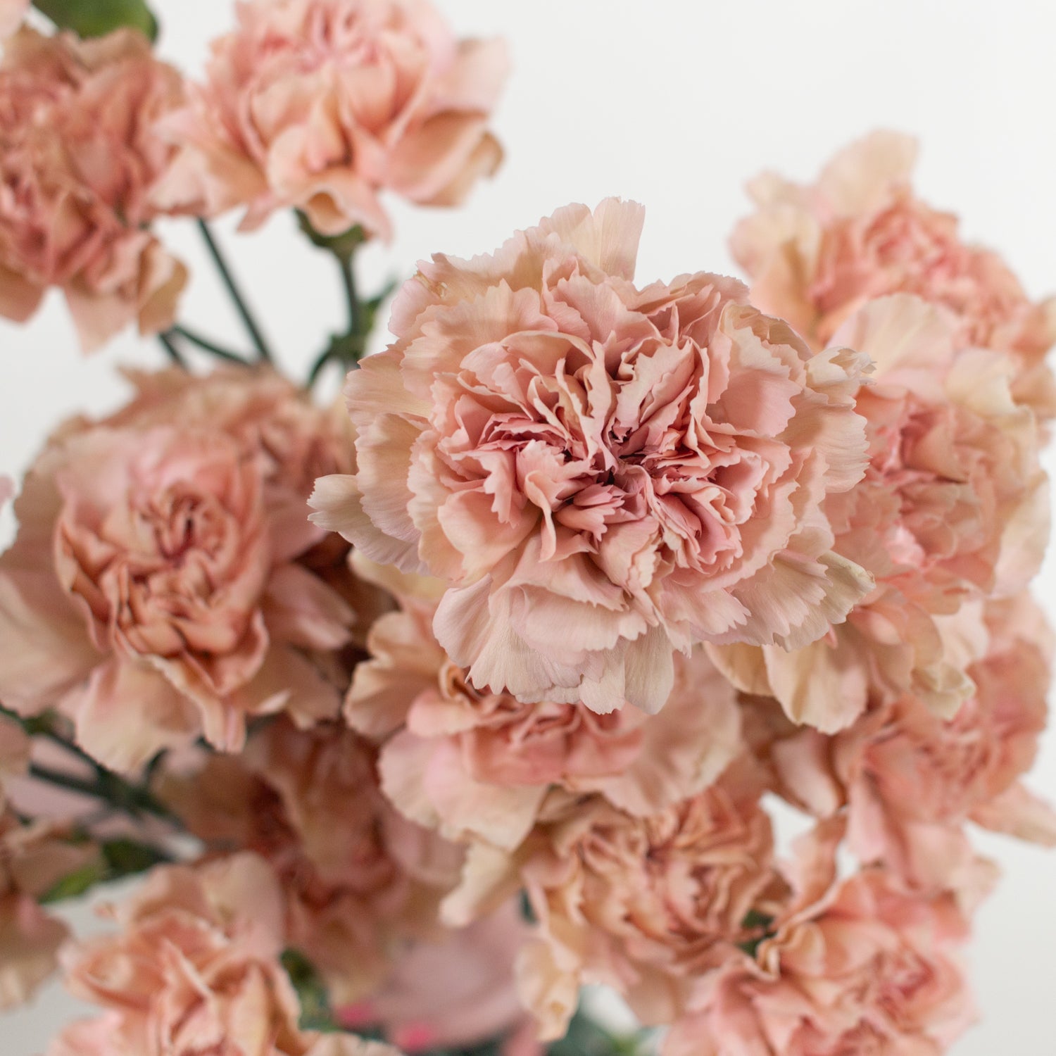 Bulk Terracotta Carnations