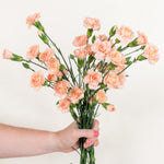 bulk peach mini carnations