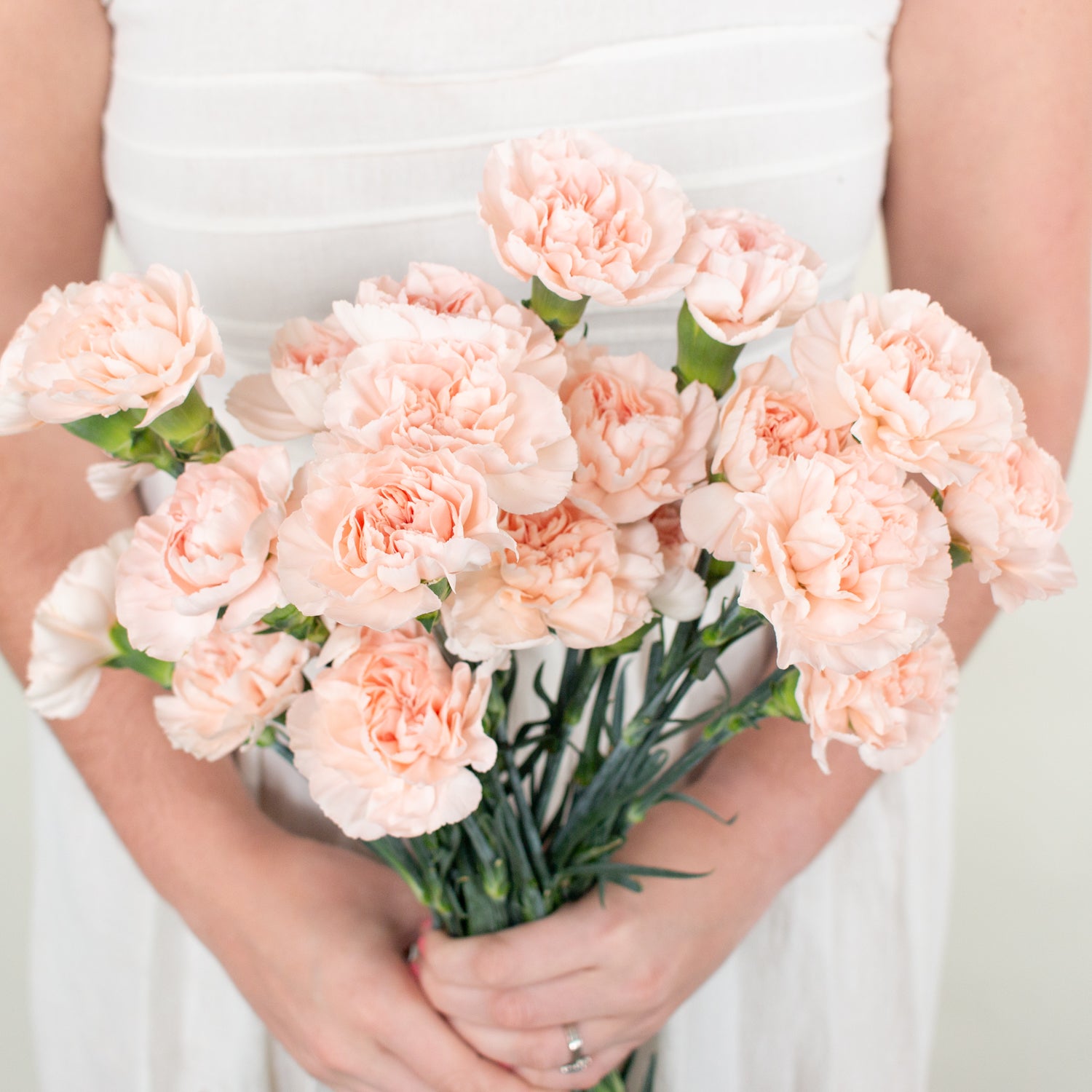 peach carnation flower