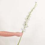Bulk White Delphinium Flower