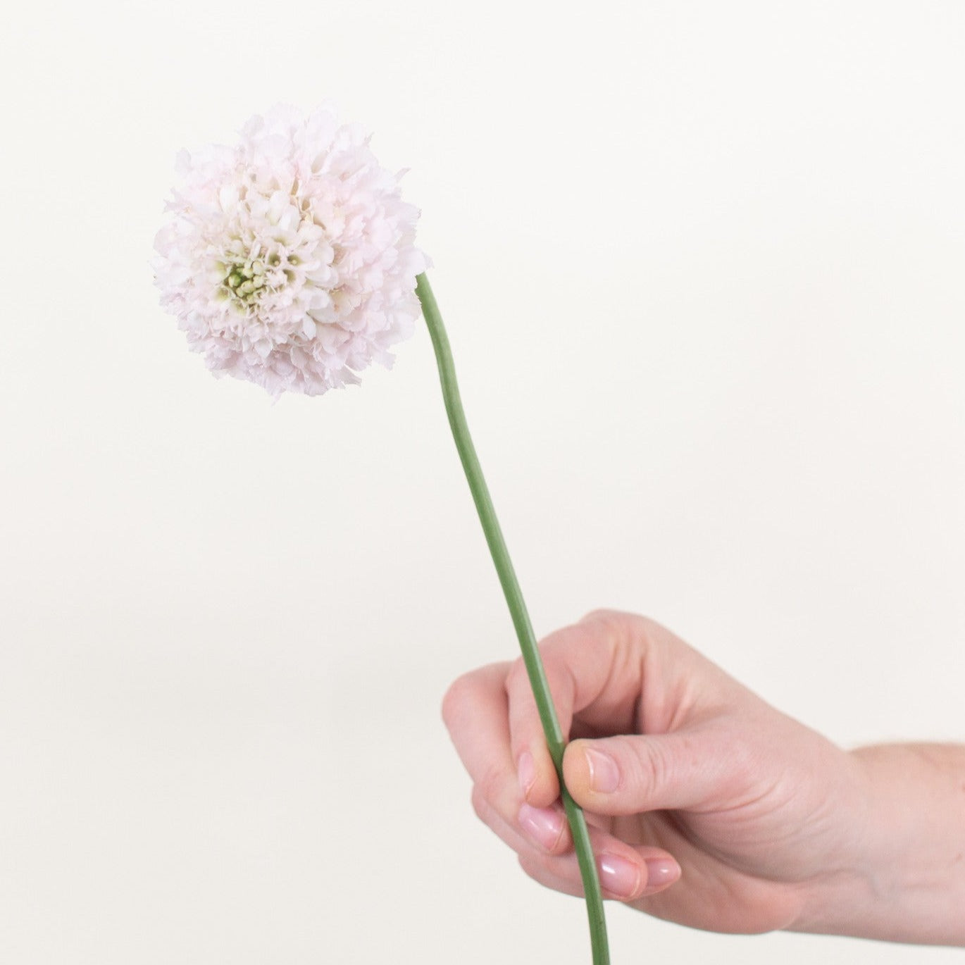 Bulk Blush Vanilla Scabiosa