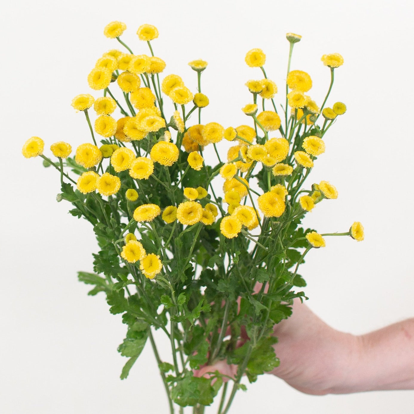 bulk yellow feverfew flower