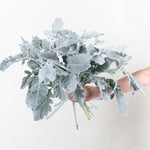 Bulk Dusty Miller Greenery