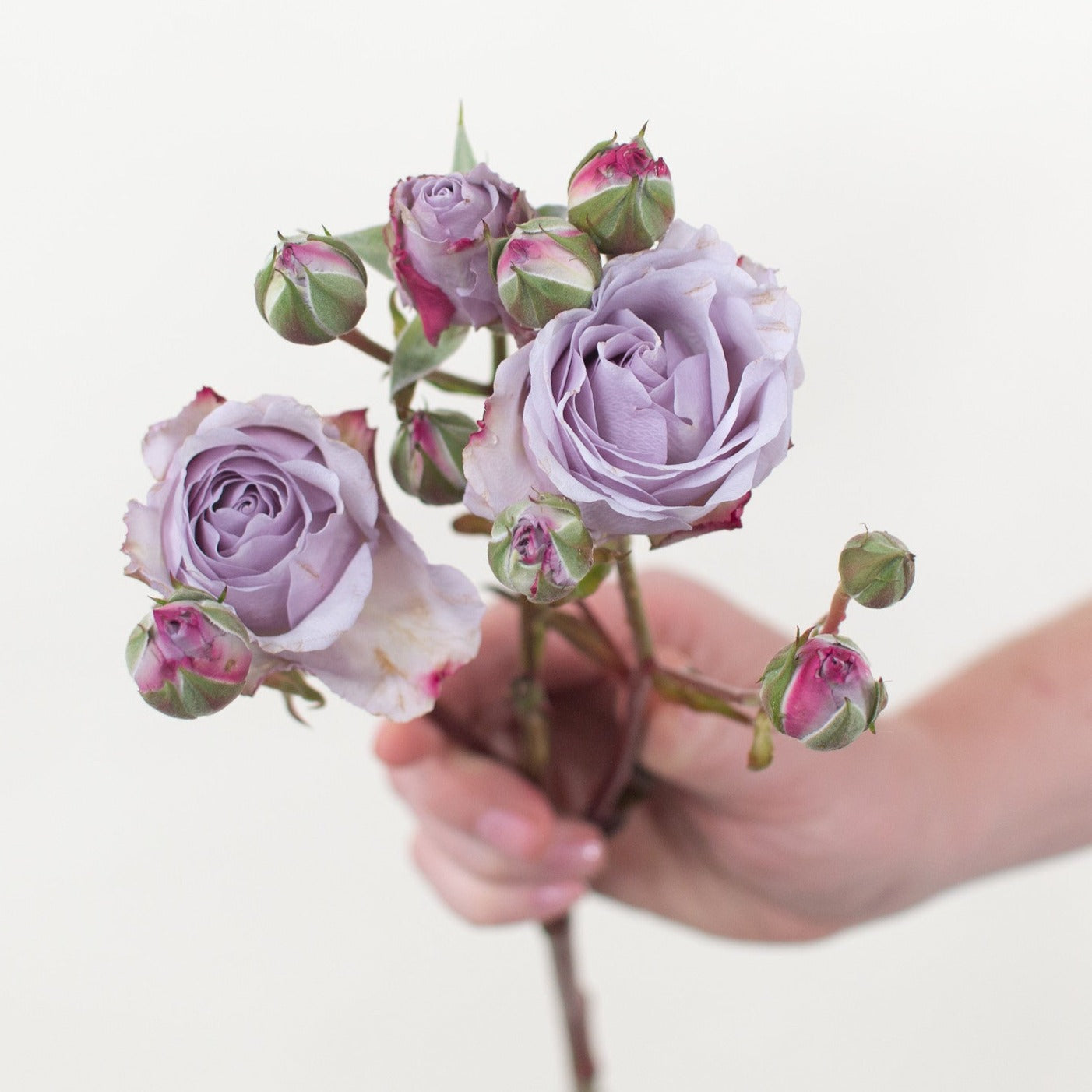 lavender spray rosea