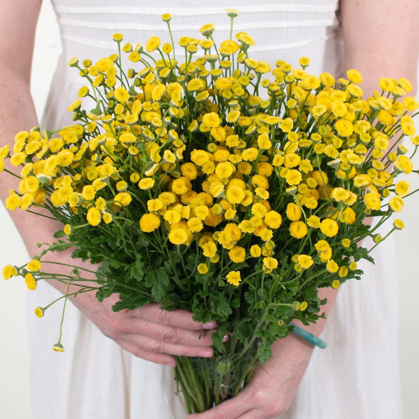 bulk yellow feverfew flower