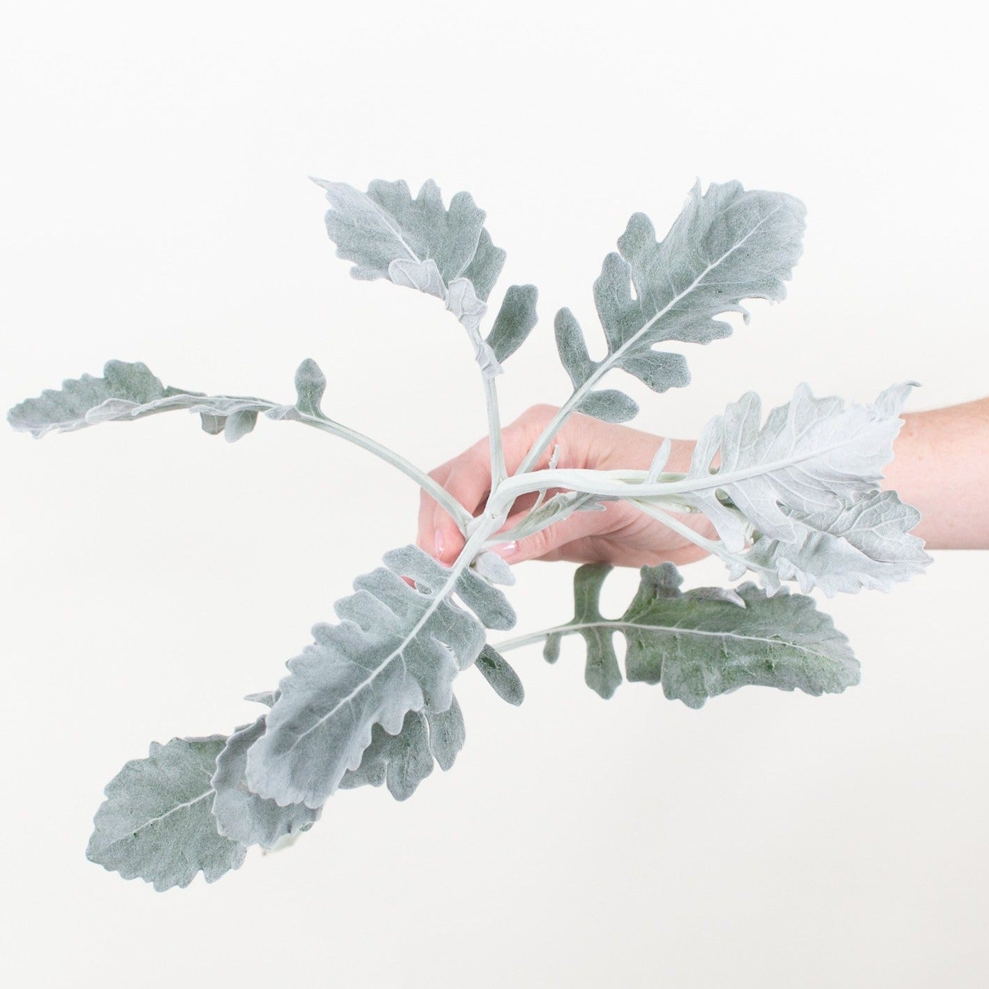 Bulk Dusty Miller Greenery