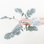 Bulk Dusty Miller Greenery