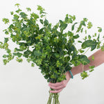 bupleurum greenery by petal icon