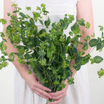 bupleurum greenery by petal icon