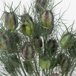 nigella pods