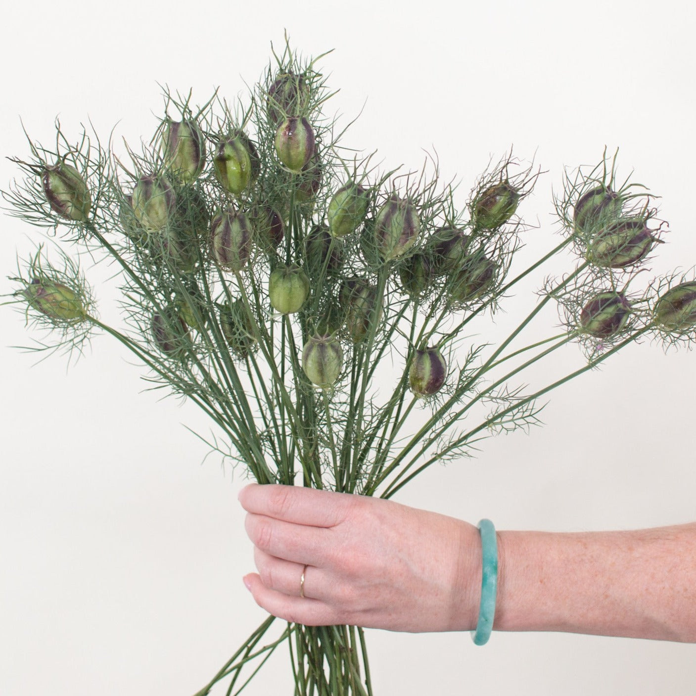 nigella pods