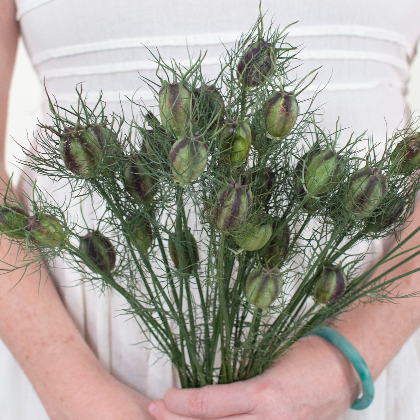 nigella pods