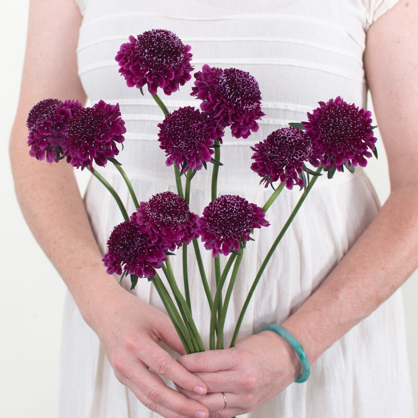 Bulk Dark Purple Scabiosa