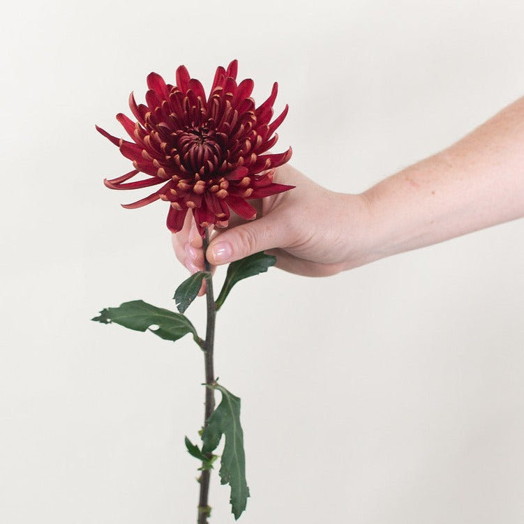 Bulk Red Cremone Flower