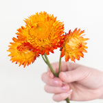 Bulk Sunset Strawflower