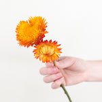 Bulk Sunset Strawflower