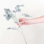 Bulk Dusty Miller Greenery