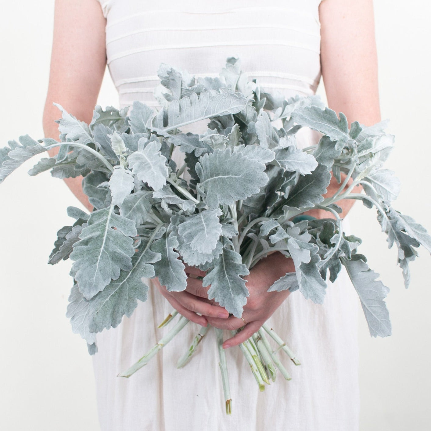 Bulk Dusty Miller Greenery