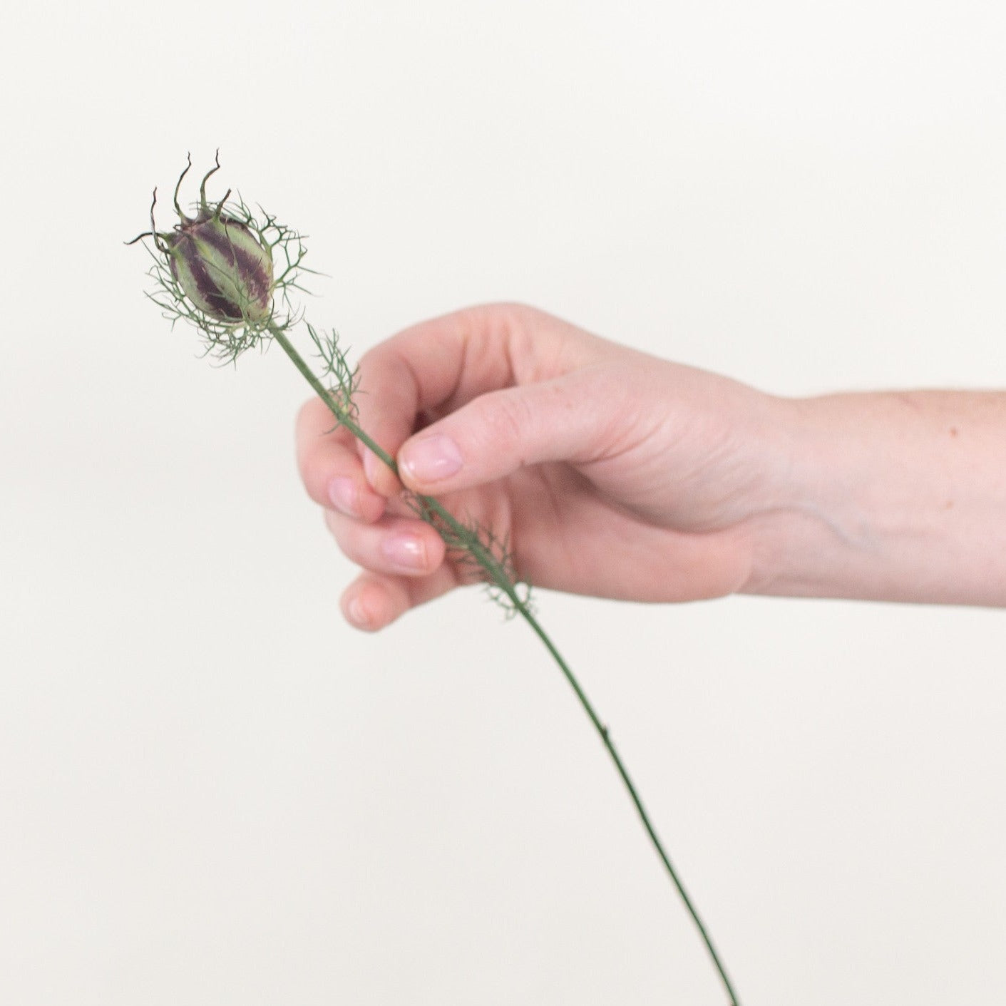 nigella pods