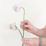 Bulk Blush Vanilla Scabiosa