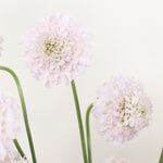 Bulk Blush Vanilla Scabiosa