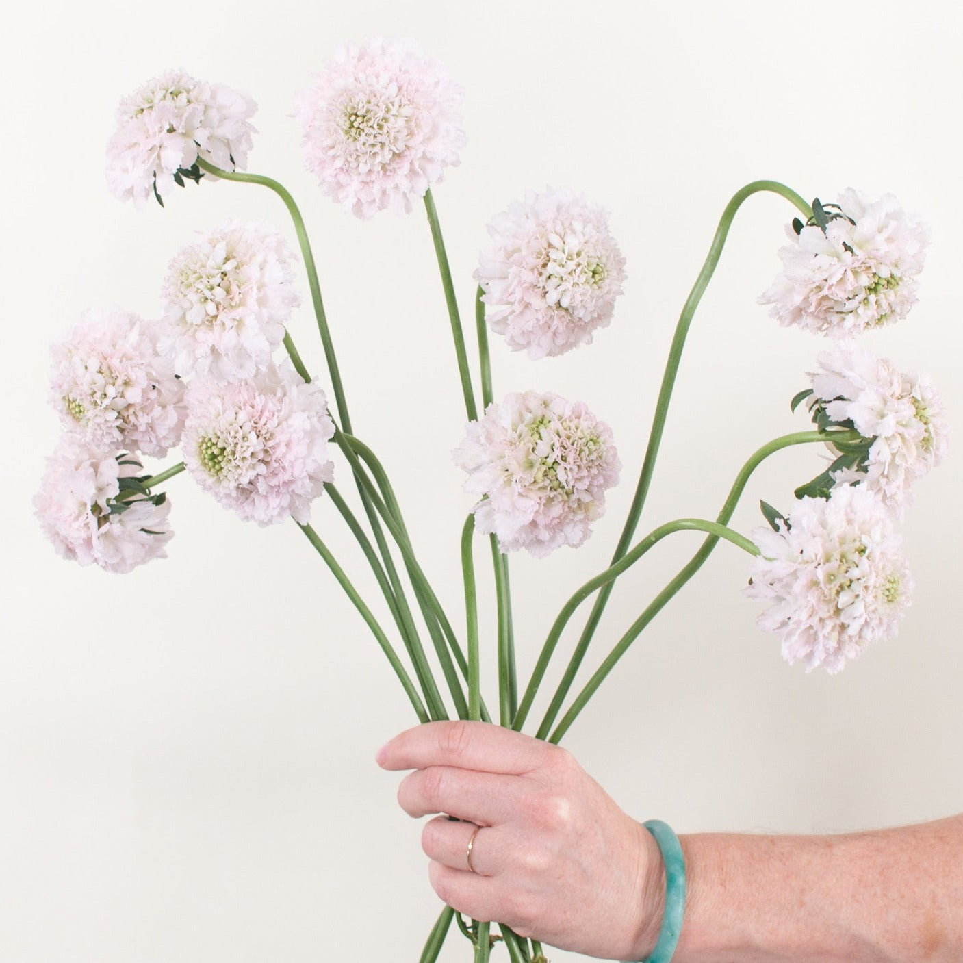 Bulk Blush Vanilla Scabiosa