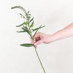 bulk white veronica flower