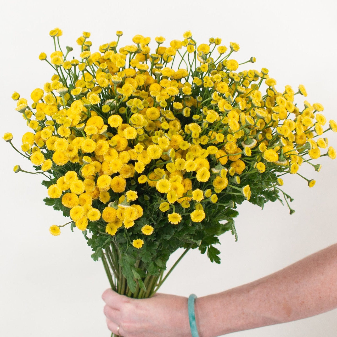 bulk yellow feverfew flower