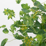 bupleurum greenery by petal icon