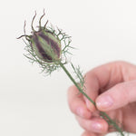 nigella pods