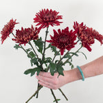 Bulk Red Cremone Flower