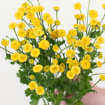 bulk yellow feverfew flower