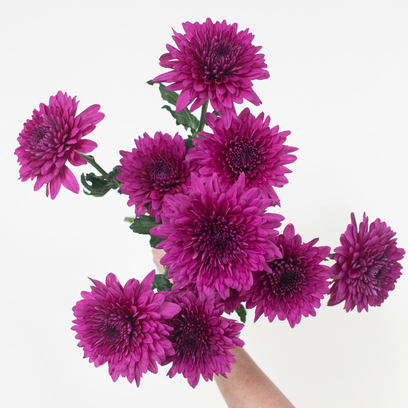 Bulk Purple Cremone Flower