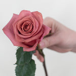 Bulk Mauve Barista Roses
