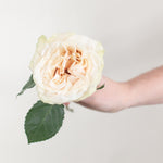 Bulk Cute Enigma Roses