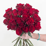 Bulk Red Explorer Roses