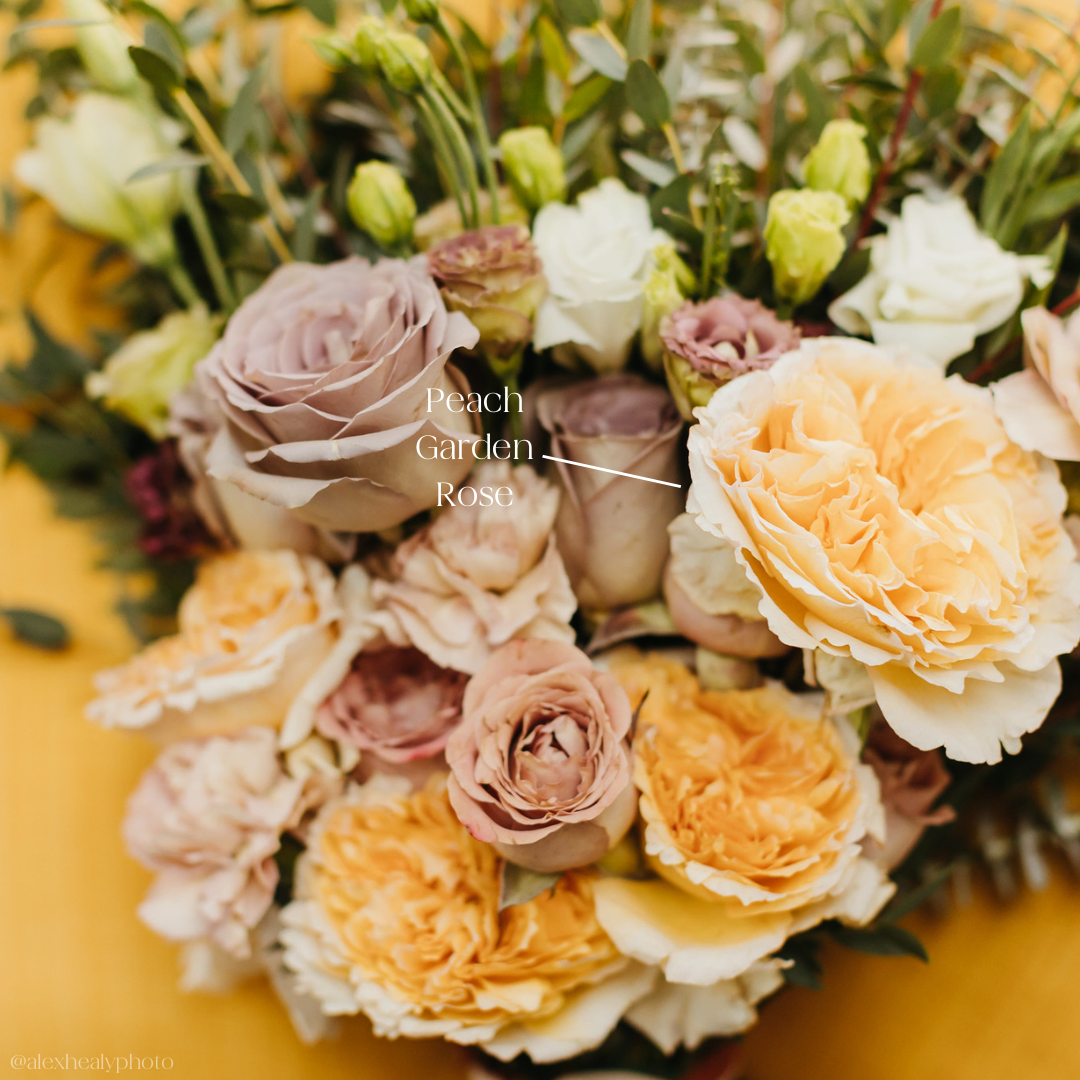 bulk peach garden roses