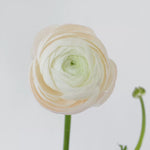 bulk white ranunculus