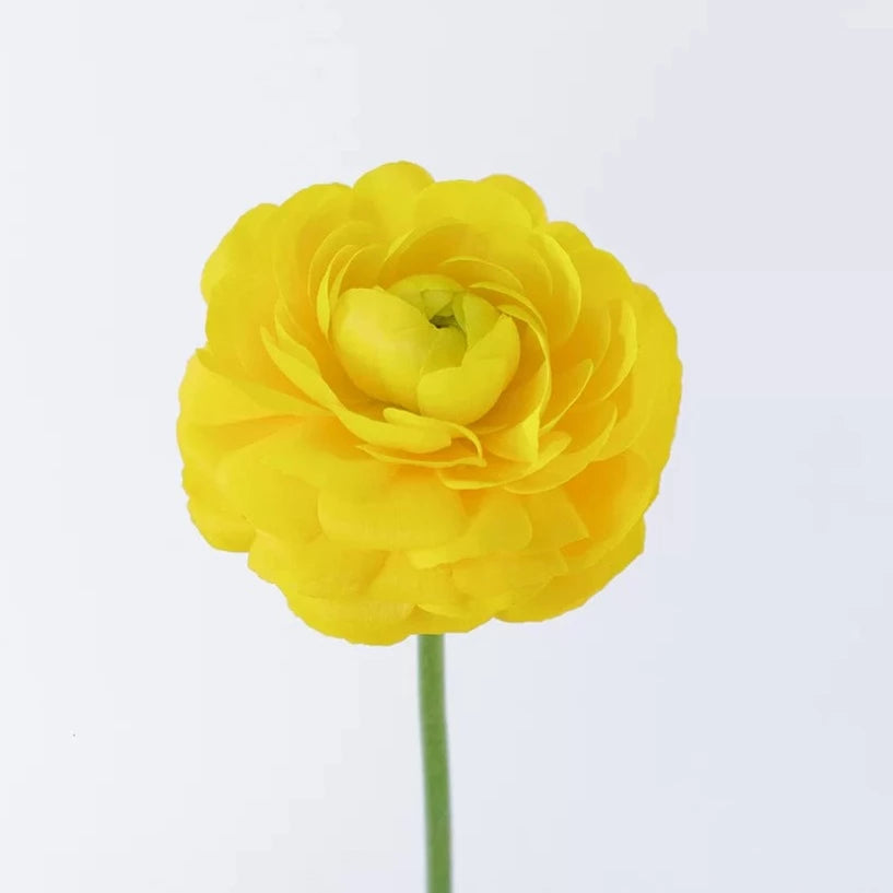 bulk yellow ranunculus