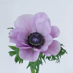 bulk lavender anemone