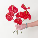 bulk red anthurium