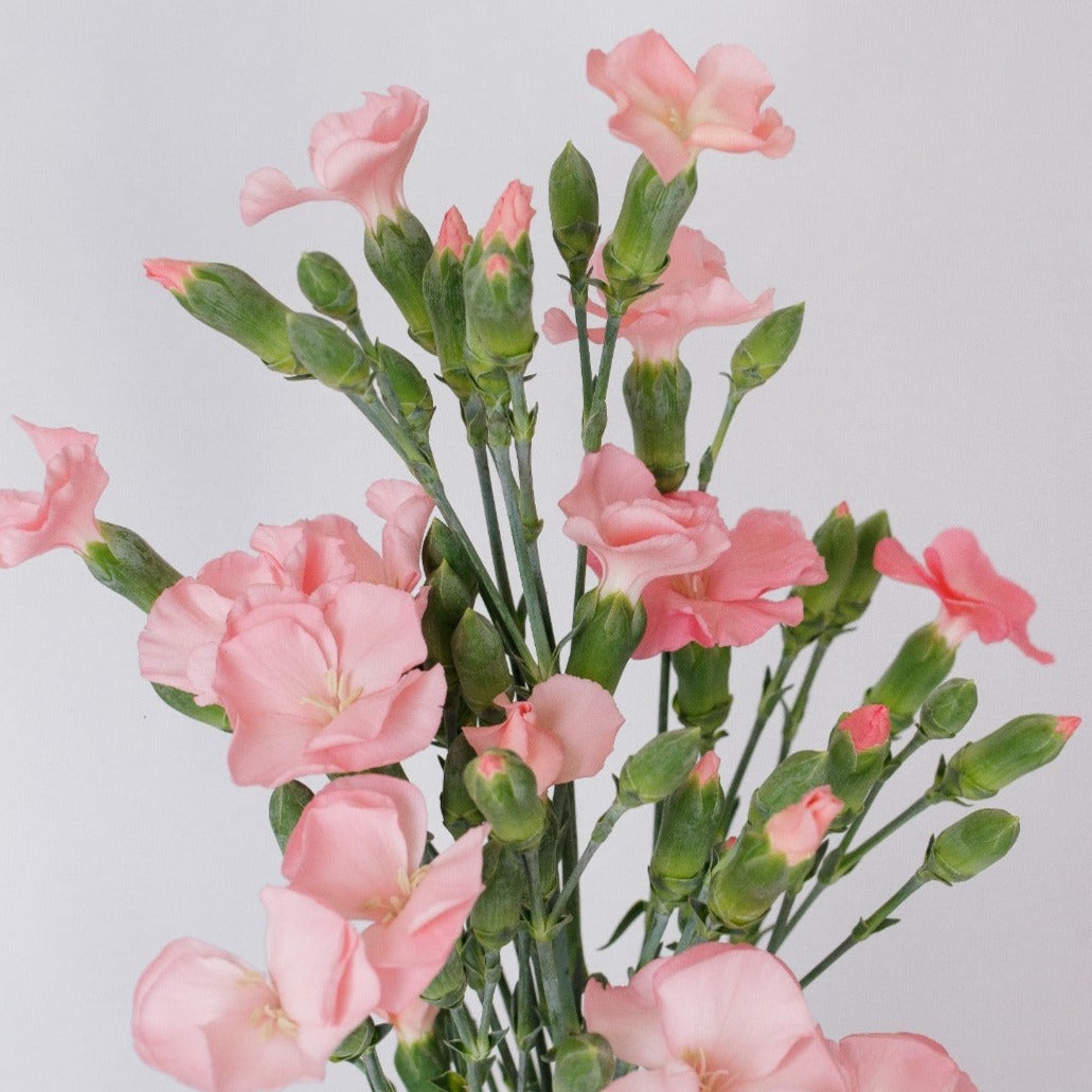 light pink dianthus flowers