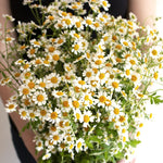 bulk feverfew chamomile flower