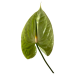 midori green anthurium