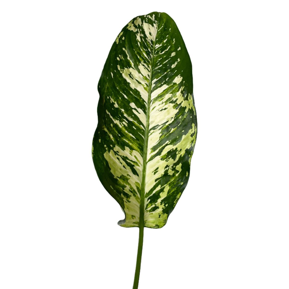 Bulk Variegated Dieffenbachia Greenery