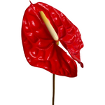  Bulk Tropicana Red Anthurium