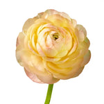 bulk peach ranunculus