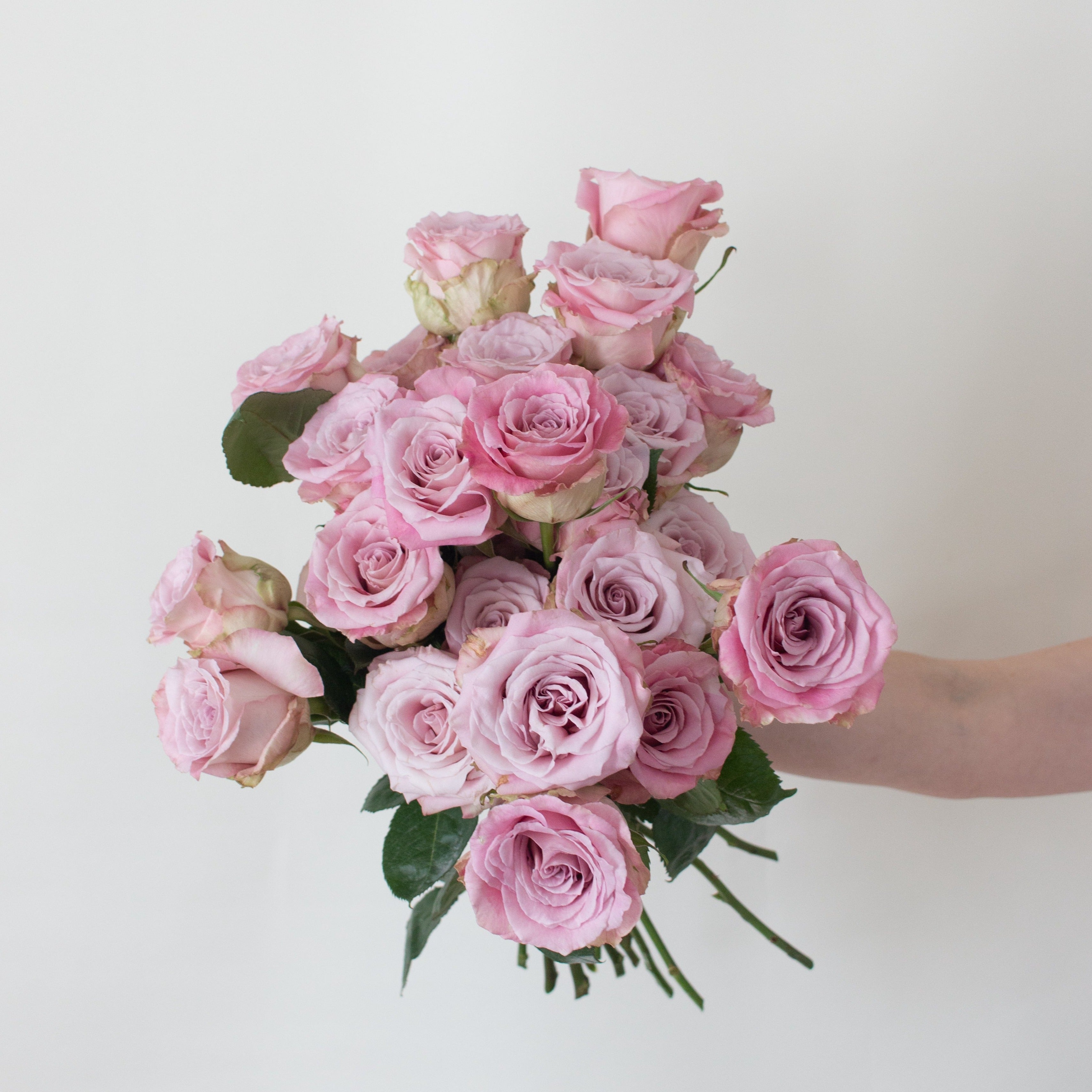 bulk mauve faith roses